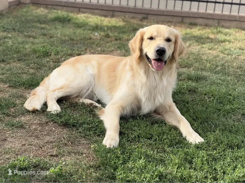 Light pink – Golden Retriever puppy for sale in Chino, CA
