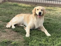 Light pink, a female Golden Retriever for sale in Chino, CA – 4 of 7