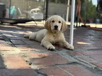 AKC Lime green female , a female Golden Retriever for sale in Chino, CA – 3 of 4