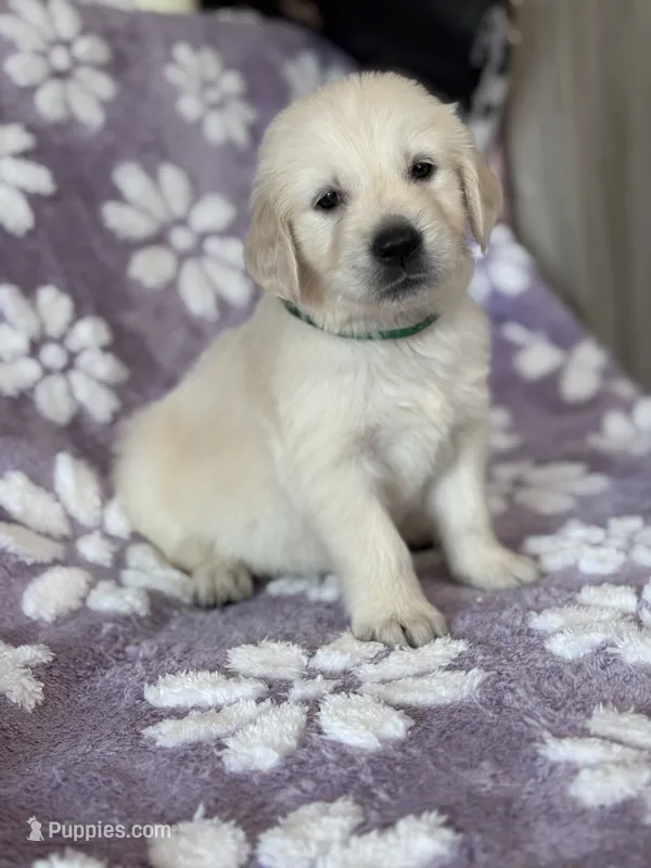 Green band  – Golden Retriever puppy for sale in Chino, CA