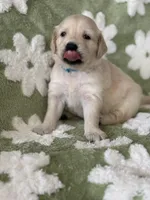 Turquoise  band, a female Golden Retriever for sale in Chino, CA – 2 of 6