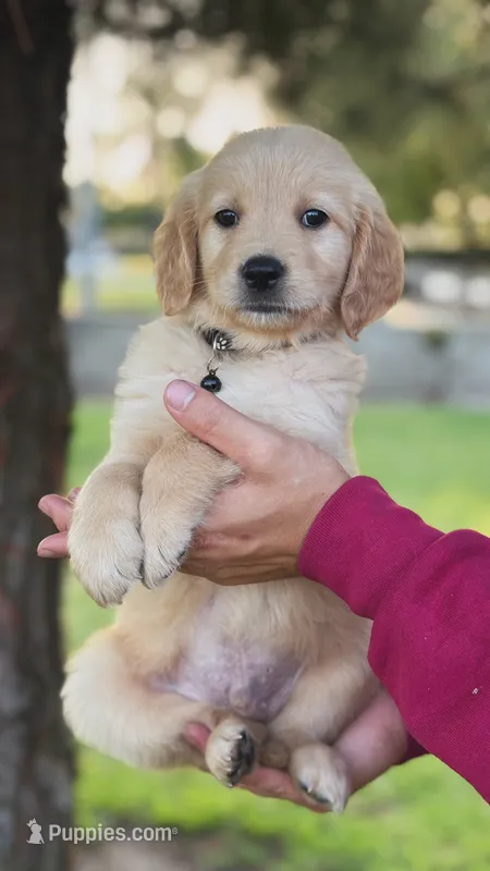 Black collar – Golden Retriever puppy for sale in Chino, CA