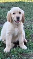 Light pink, a female Golden Retriever for sale in Chino, CA – 2 of 10