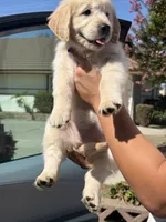 Purple , a female Golden Retriever for sale in Chino, CA – 4 of 4