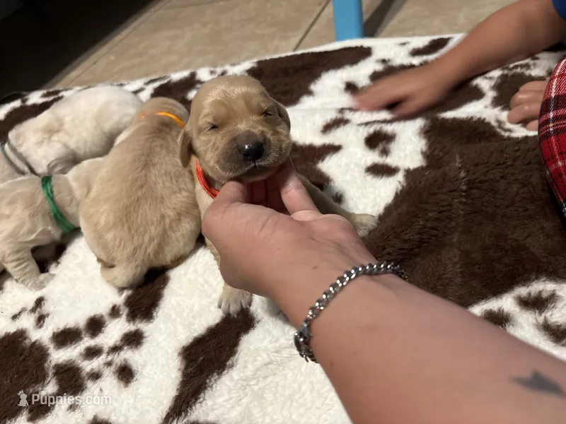 Red band – Golden Retriever puppy for sale in Chino, CA