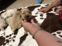Red band, a male Golden Retriever for sale in Chino, CA – 1 of 2