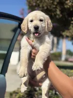 Yellow (read description) OFA/genetic tested, a male Golden Retriever for sale in Chino, CA – 8 of 10