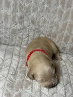 Red collar , a male Golden Retriever for sale in Chino, CA – Photo 5 of 5