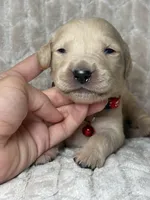 Red collar , a male Golden Retriever for sale in Chino, CA – Photo 4 of 5