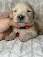 Red collar , a male Golden Retriever for sale in Chino, CA – Photo 3 of 5