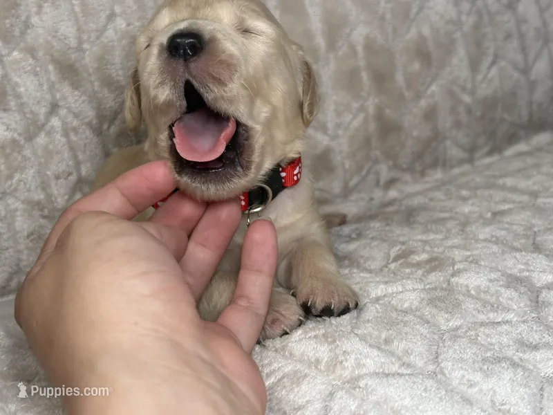 Red collar , a male Golden Retriever for sale in Chino, CA – Photo 1 of 5