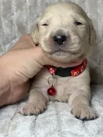 Red collar , a male Golden Retriever for sale in Chino, CA – Photo 2 of 5