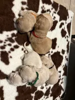 Gray band , a male Golden Retriever for sale in Chino, CA – 2 of 2