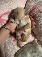 Dark tan female , a female Maltipoo and Shihpoo for sale in Chino, CA – 2 of 10