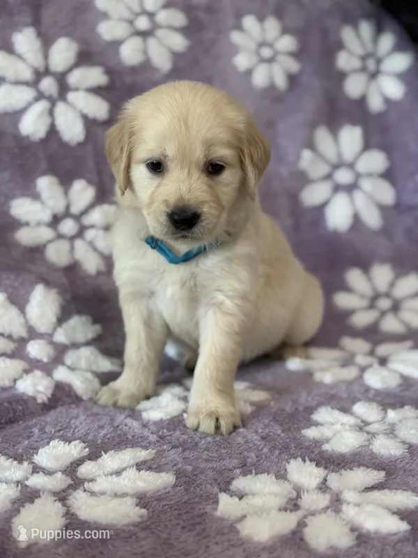 Turquoise  band – Golden Retriever puppy for sale in Chino, CA