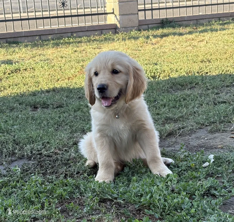 Light pink – Golden Retriever puppy for sale in Chino, CA