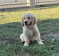 Light pink, a female Golden Retriever for sale in Chino, CA – 1 of 10