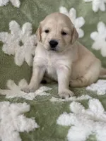 Turquoise  band, a female Golden Retriever for sale in Chino, CA – 3 of 6