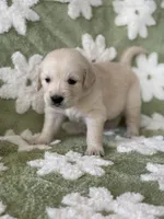 Pink band , a female Golden Retriever for sale in Chino, CA – 9 of 10