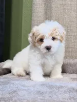 Male (take me home today), a male Maltipoo and Shihpoo for sale in Chino, CA – 1 of 10