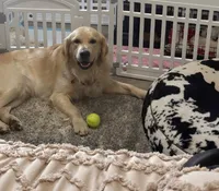 Blue  (read description), a male Golden Retriever for sale in Chino, CA – 8 of 8