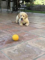 Yellow (read description) OFA/genetic tested, a male Golden Retriever for sale in Chino, CA – 9 of 10
