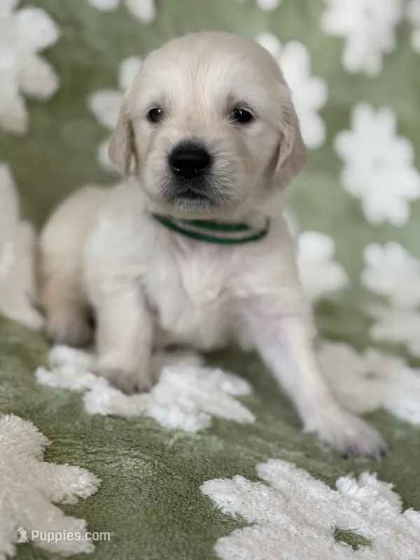 Green band  – Golden Retriever puppy for sale in Chino, CA