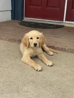 Light pink, a female Golden Retriever for sale in Chino, CA – 1 of 10