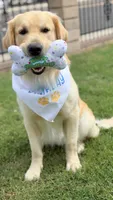 Yellow (read description) OFA/genetic tested, a male Golden Retriever for sale in Chino, CA – 6 of 10