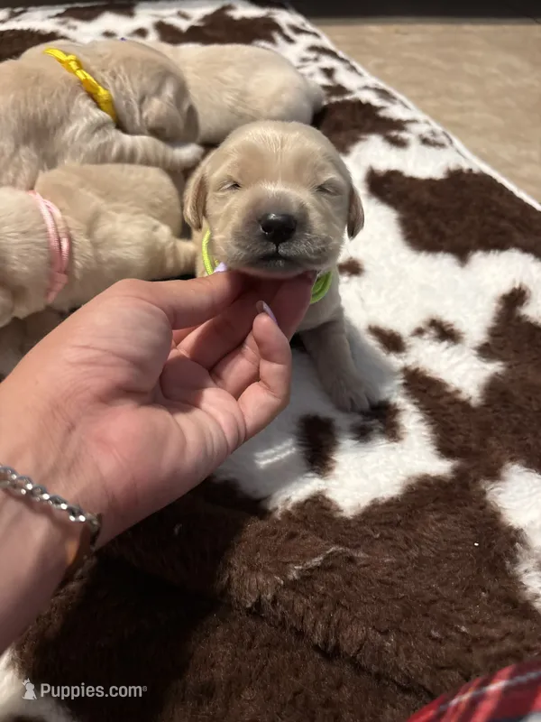 Lime green band  – Golden Retriever puppy for sale in Chino, CA