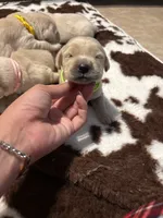 Lime green band , a female Golden Retriever for sale in Chino, CA – 1 of 2