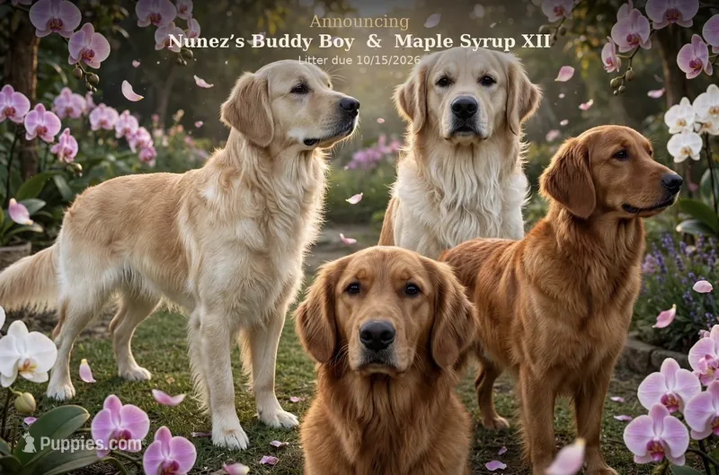 Blue  (read description) – Golden Retriever puppy for sale in Chino, CA