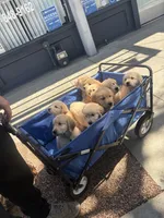 Coming soon (read description), a female Golden Retriever for sale in Chino, CA – 7 of 10