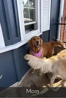 Male , a male Golden Retriever for sale in Chino, CA – Photo 5 of 5