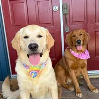 Maple, a  Golden Retriever for sale in Chino, CA – Photo 2 of 5