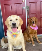 Maple, a  Golden Retriever for sale in Chino, CA – Photo 2 of 5