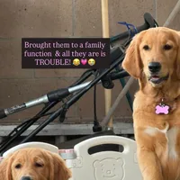 Maple, a  Golden Retriever for sale in Chino, CA – Photo 5 of 5