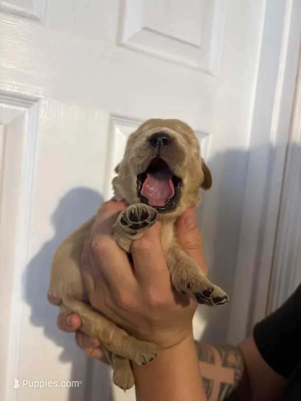 Male  – Golden Retriever puppy for sale in Chino, CA