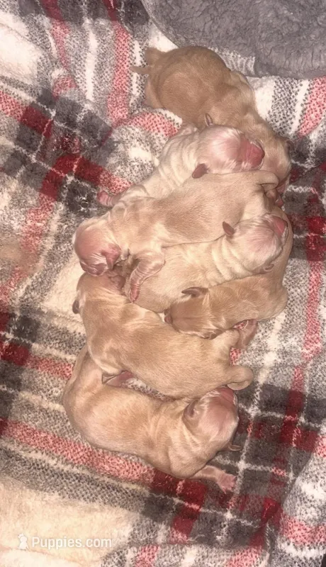 Maple – Golden Retriever puppy for sale in Chino, CA