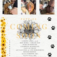 Maple, a  Golden Retriever for sale in Chino, CA – Photo 1 of 5