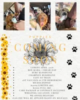 Maple, a  Golden Retriever for sale in Chino, CA – Photo 1 of 5