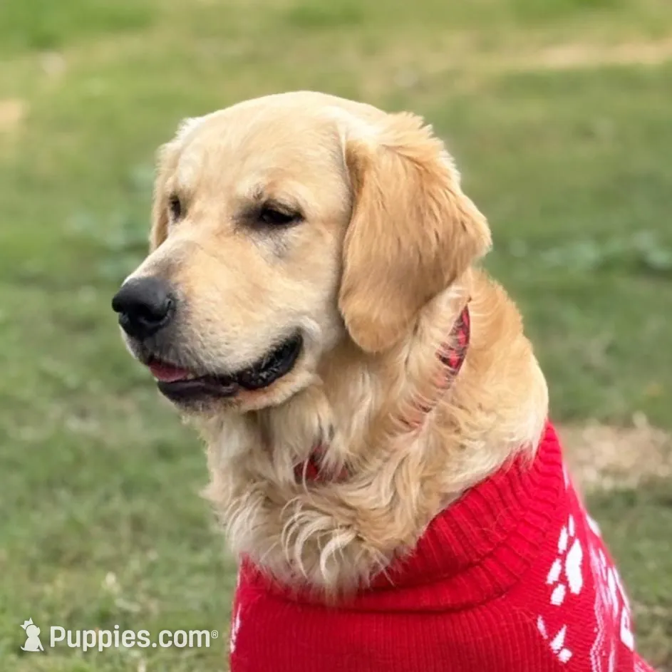 Maple, a  Golden Retriever for sale in Chino, CA – Photo 3 of 5
