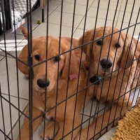 Maple, a  Golden Retriever for sale in Chino, CA – Photo 4 of 5