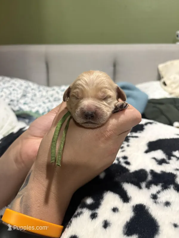 Male  – Golden Retriever puppy for sale in Chino, CA