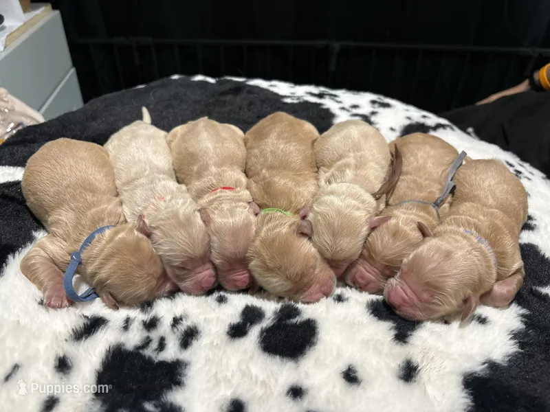 Male (4) – Golden Retriever puppy for sale in Chino, CA