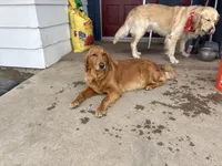 Male (4), a male Golden Retriever for sale in Chino, CA – Photo 3 of 7