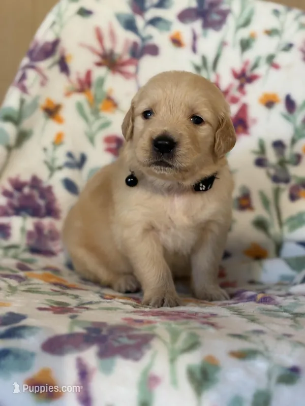Male , a male Golden Retriever for sale in Chino, CA – Photo 1 of 8