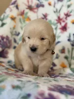 Male , a male Golden Retriever for sale in Chino, CA – Photo 3 of 8