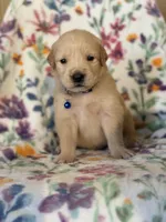 Male , a male Golden Retriever for sale in Chino, CA – Photo 4 of 8