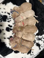 Male , a male Golden Retriever for sale in Chino, CA – Photo 3 of 5